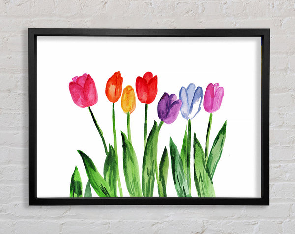 Tulip Rainbow Framed Print