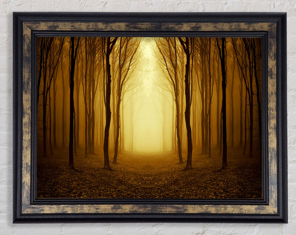 Through The Golden Path Framed Print