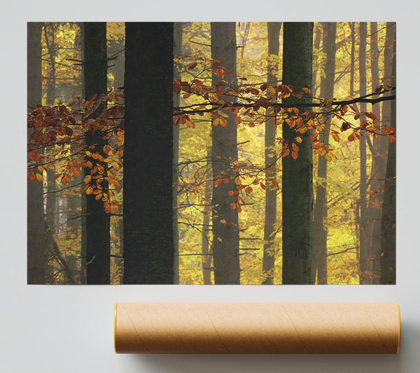 Golden Light Through The Trees Print