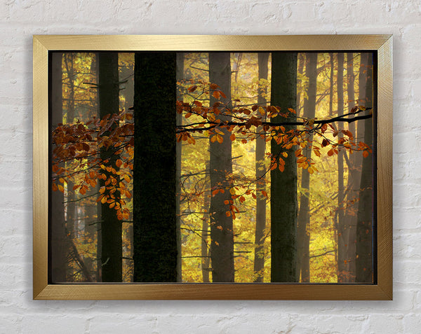 Golden Light Through The Trees Framed Print