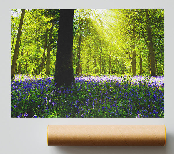 Bluebell Sun Blaze Print