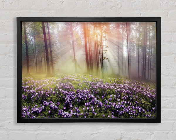 Sun Through The Bluebell Woodland Framed Print