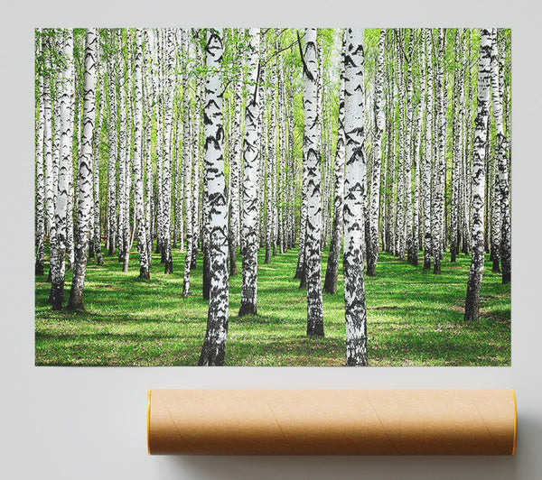 Silver Birch Beauty Print