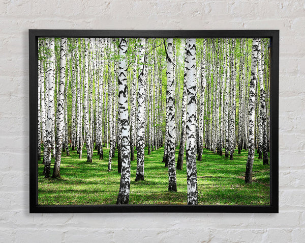 Silver Birch Beauty Framed Print