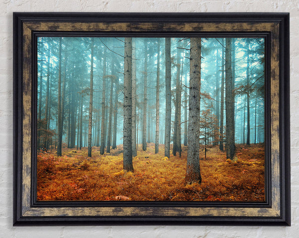 Misty Forest Glow Framed Print