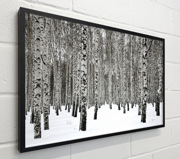 Silver Birch Trees In The Snow