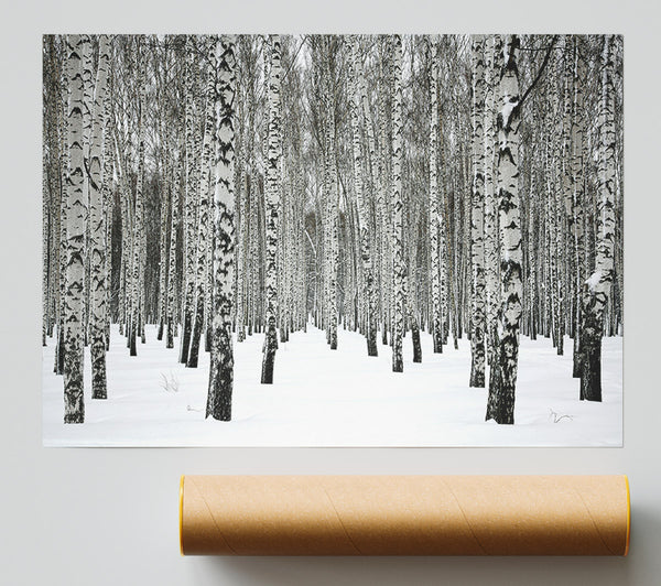 Silver Birch Trees In The Snow Giclee Print