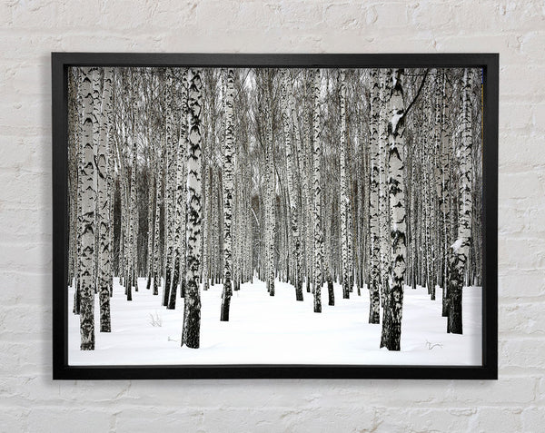 Silver Birch Trees In The Snow Framed Print