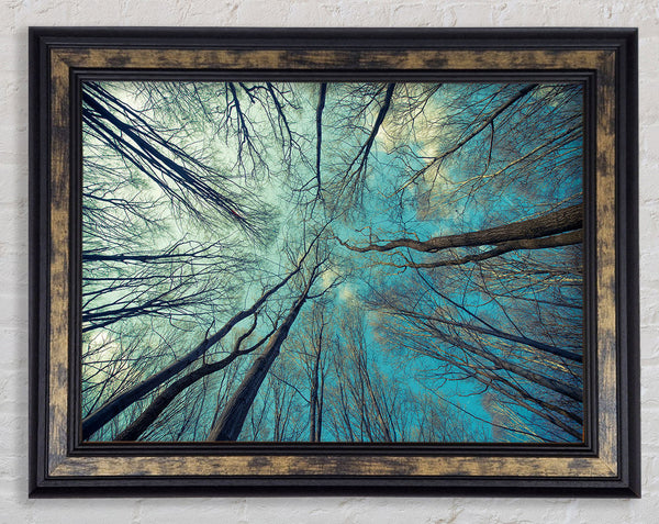 Sky Of Trees Framed Print