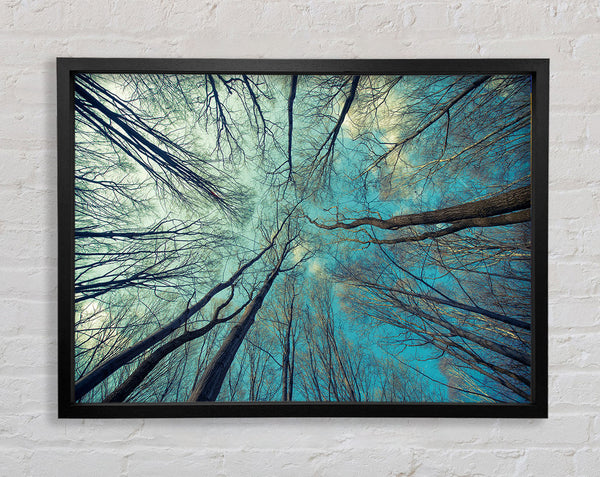 Sky Of Trees Framed Print