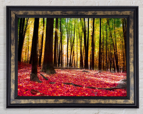Autumn Leaves Framed Print