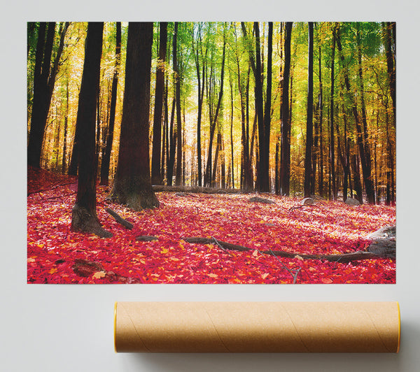 Autumn Leaves Poster