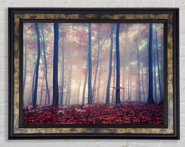 Misy In The Red Forest Framed Print