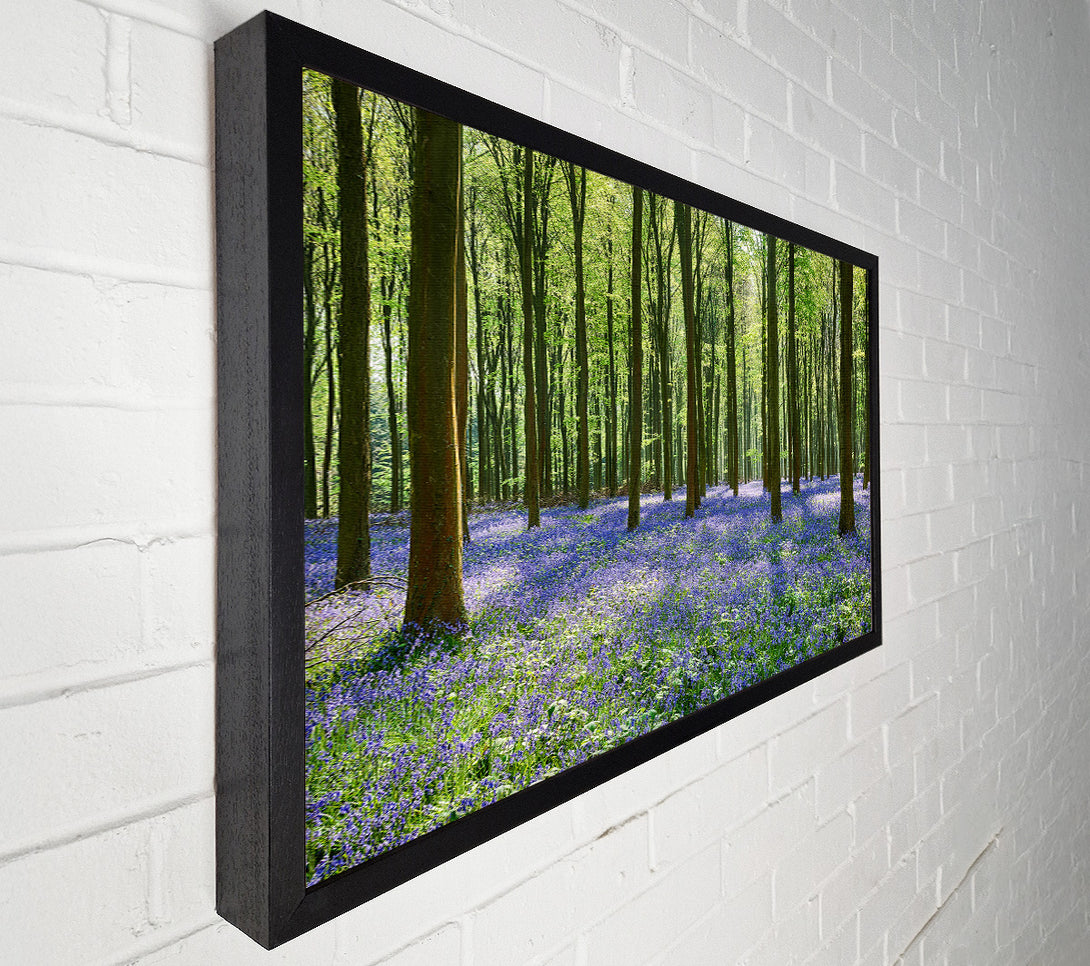  A Canvas Print of Mystical Bluebell Woodland Canvas Print