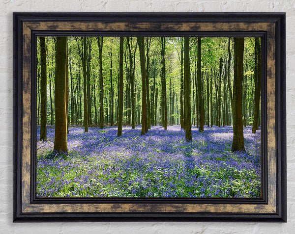 Mystical Bluebell Woodland Framed Print