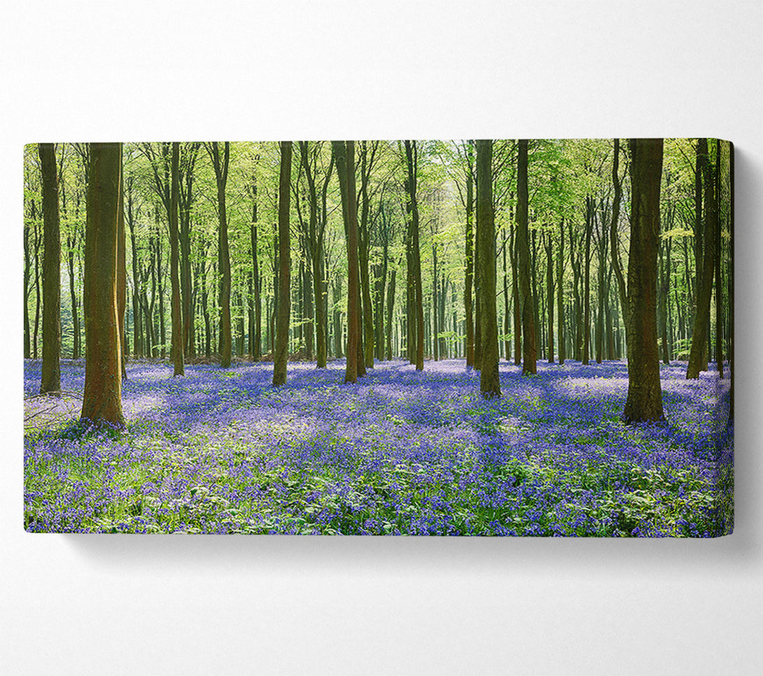  A Canvas Print of Mystical Bluebell Woodland Canvas Print