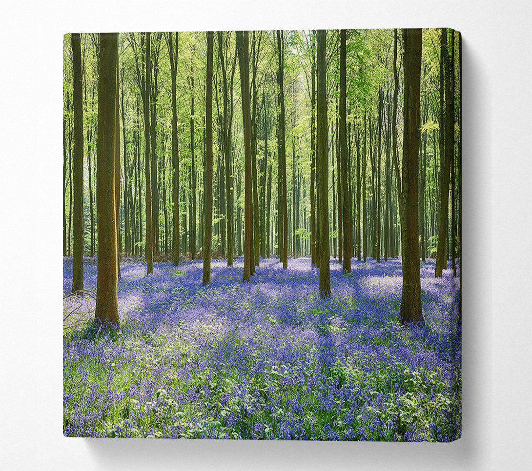  A Canvas Print of Mystical Bluebell Woodland Canvas Print