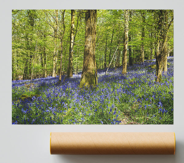 Bluebell Woodland Print