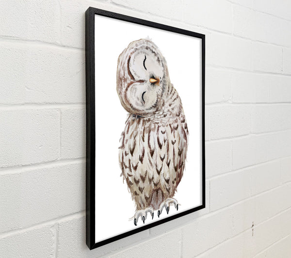 Owl Feathers