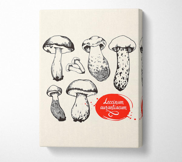  A Canvas Print of Mushrooms Canvas Print