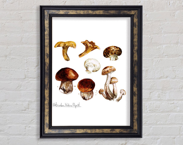 Different Types Of Mushrooms Framed Print