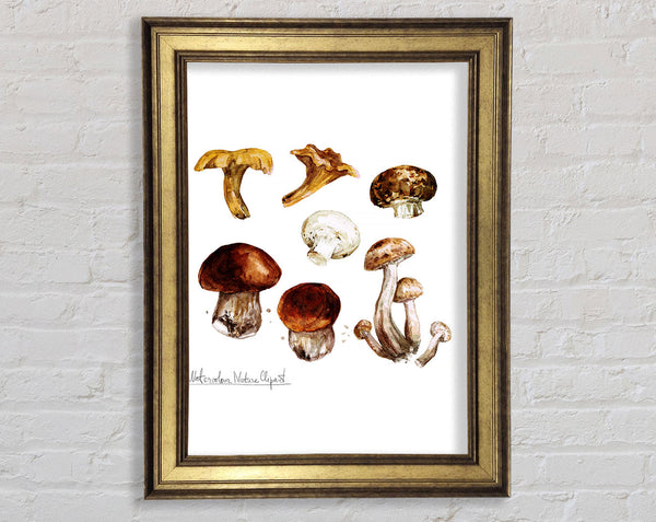Different Types Of Mushrooms Framed Print