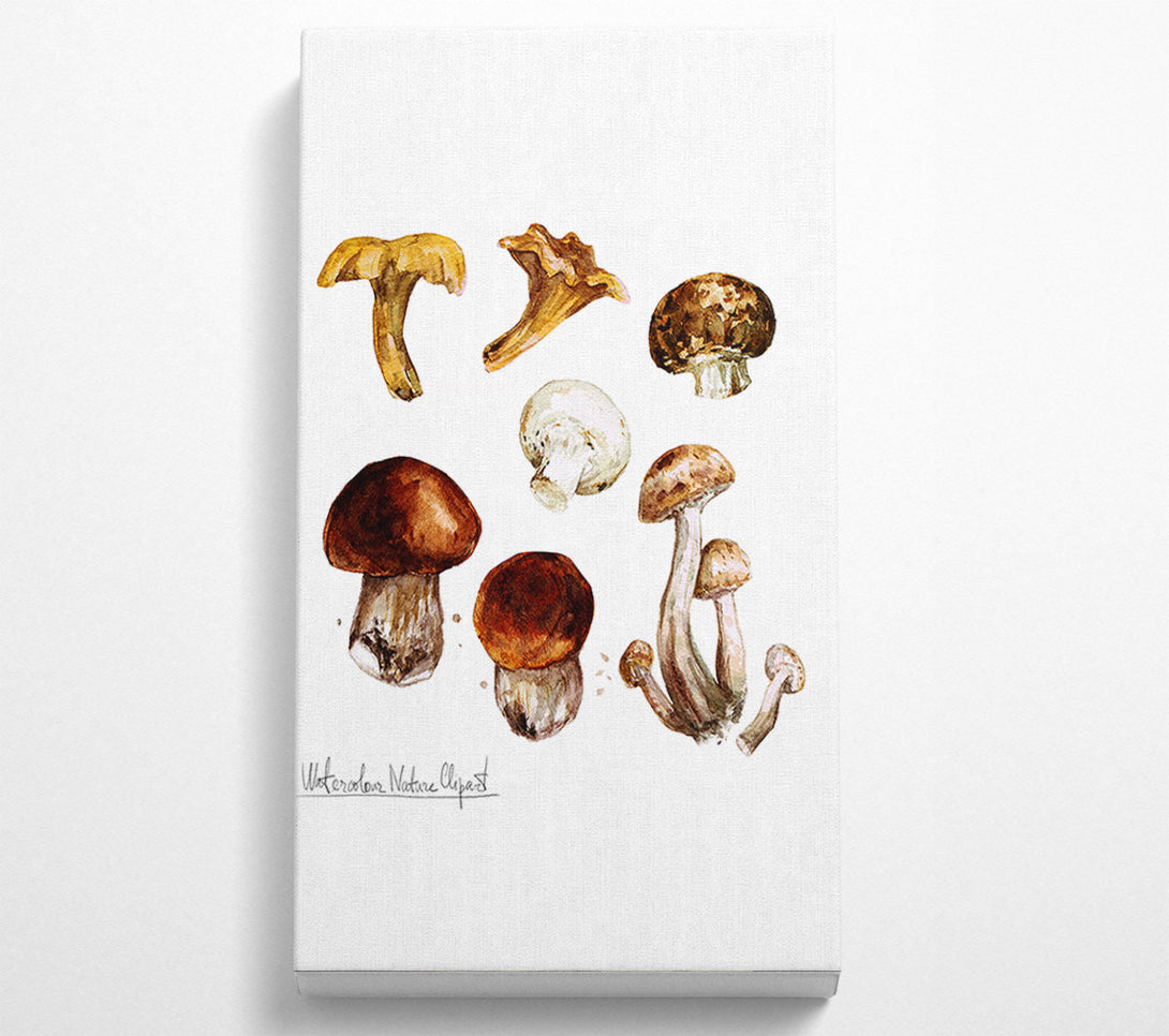  A Canvas Print of Different Types Of Mushrooms Canvas Wall Art