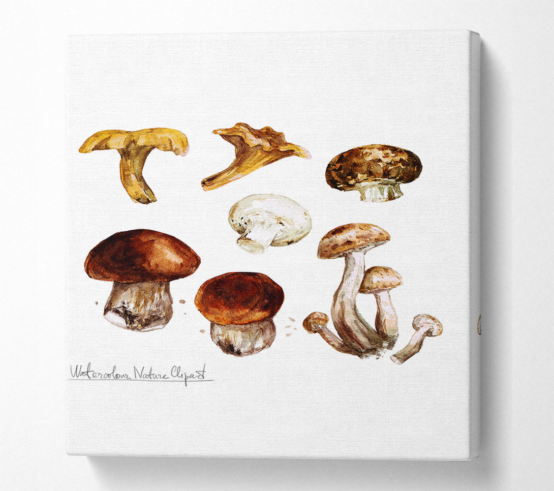  A Canvas Print of Different Types Of Mushrooms Canvas Wall Art