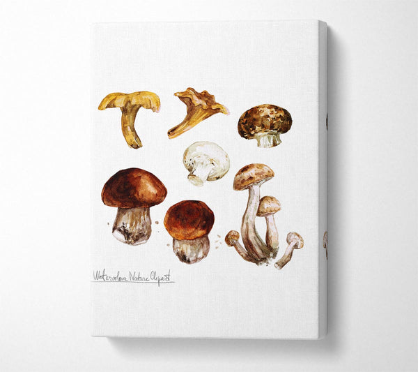  A Canvas Print of Different Types Of Mushrooms Canvas Wall Art