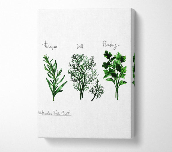  A Canvas Print of Herb Selection 1 Canvas Art