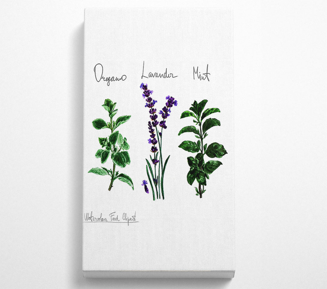  A Canvas Print of Herb Selection 2 Canvas Art