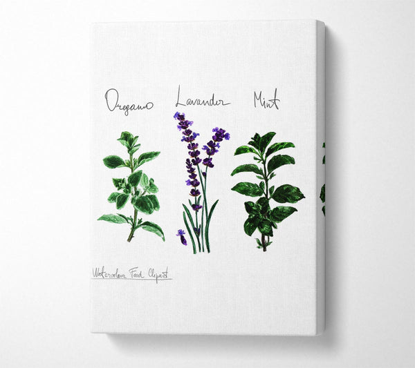  A Canvas Print of Herb Selection 2 Canvas Art