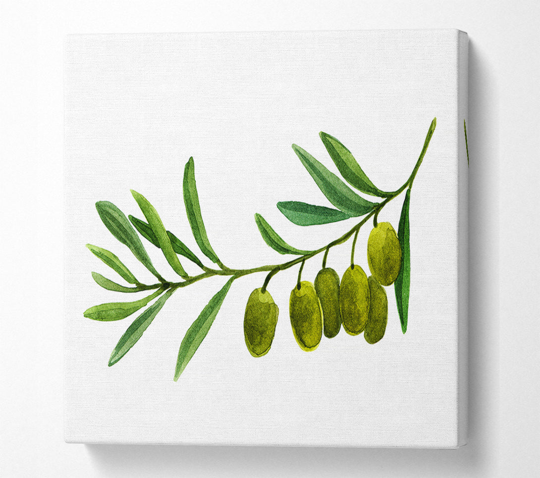  A Canvas Print of Olive Branch Canvas Art