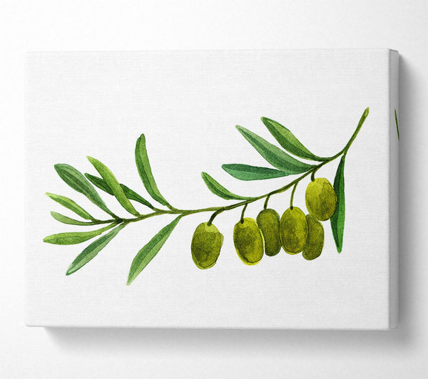  A Canvas Print of Olive Branch Canvas Art