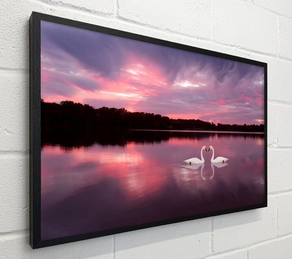 Perfect Swan Waters