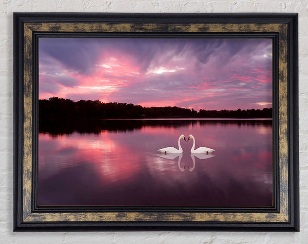 Perfect Swan Waters Framed Print