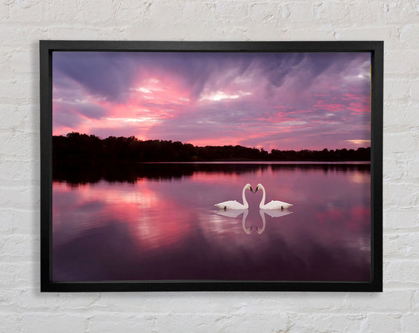 Perfect Swan Waters Framed Print