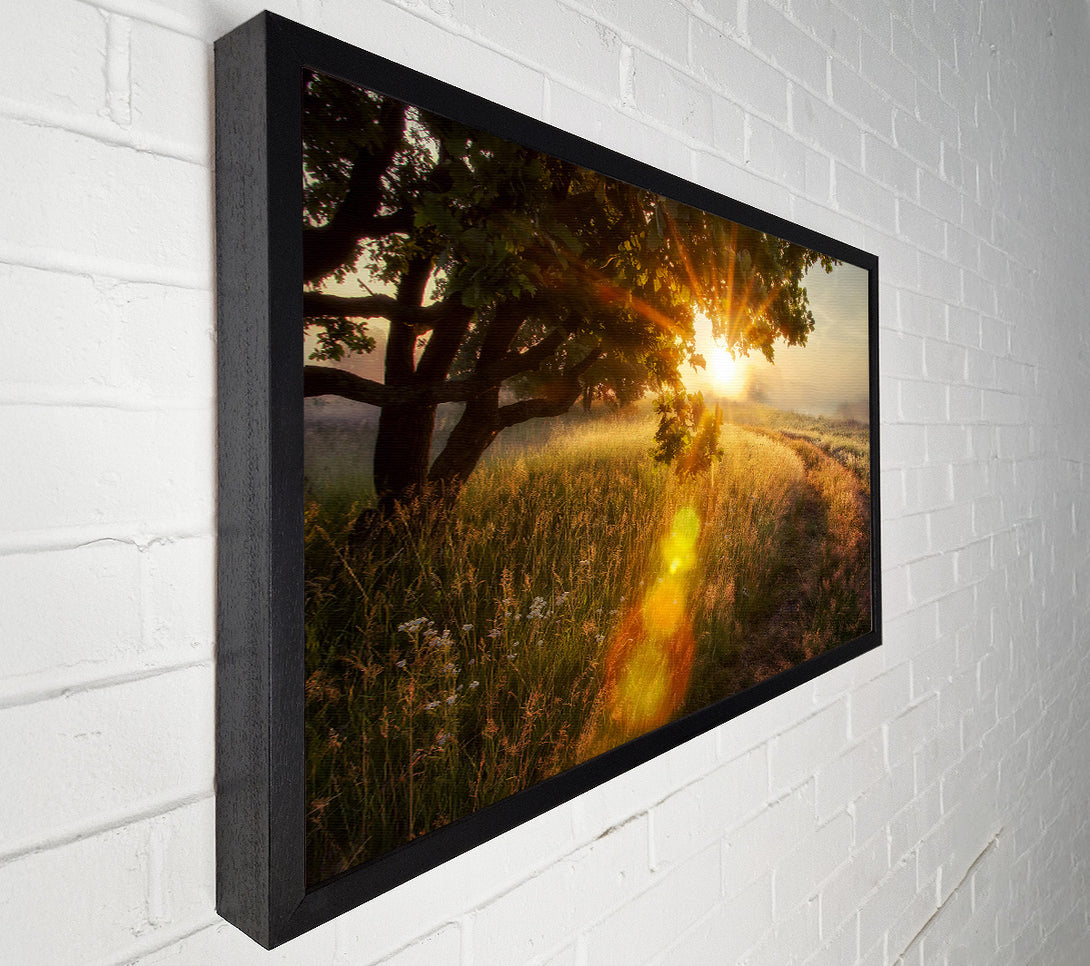  A Canvas Print of Sun Burst Tree Canvas Print