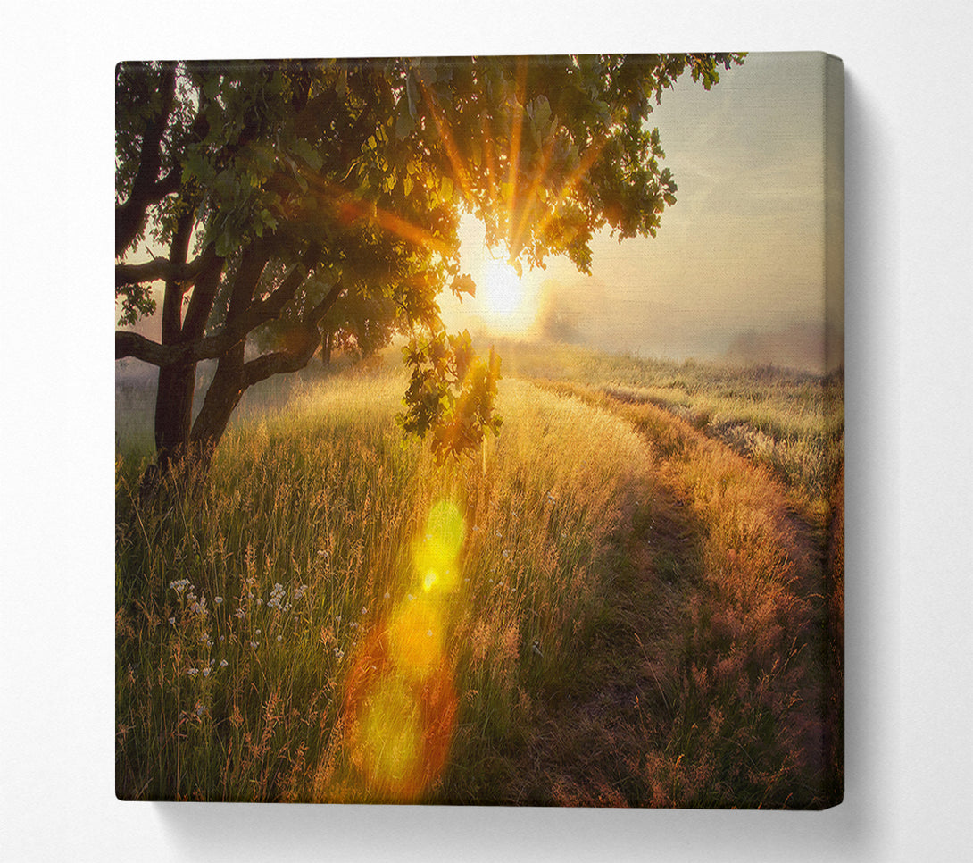  A Canvas Print of Sun Burst Tree Canvas Print