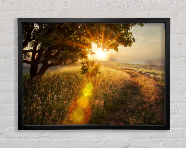Sun Burst Tree Framed Print