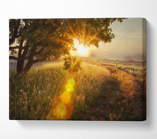  A Canvas Print of Sun Burst Tree Canvas Print