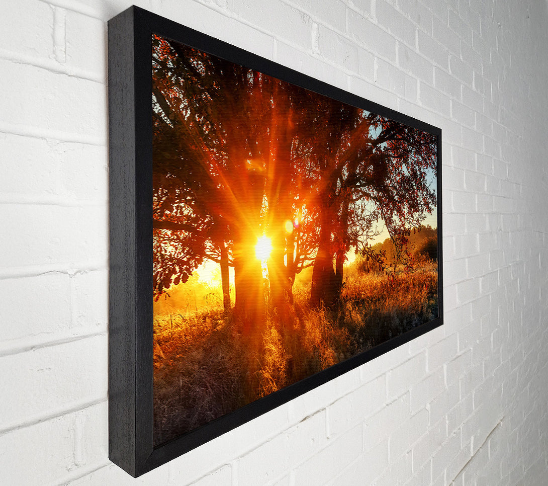  A Canvas Print of Red Sun Burst Tree Canvas Print