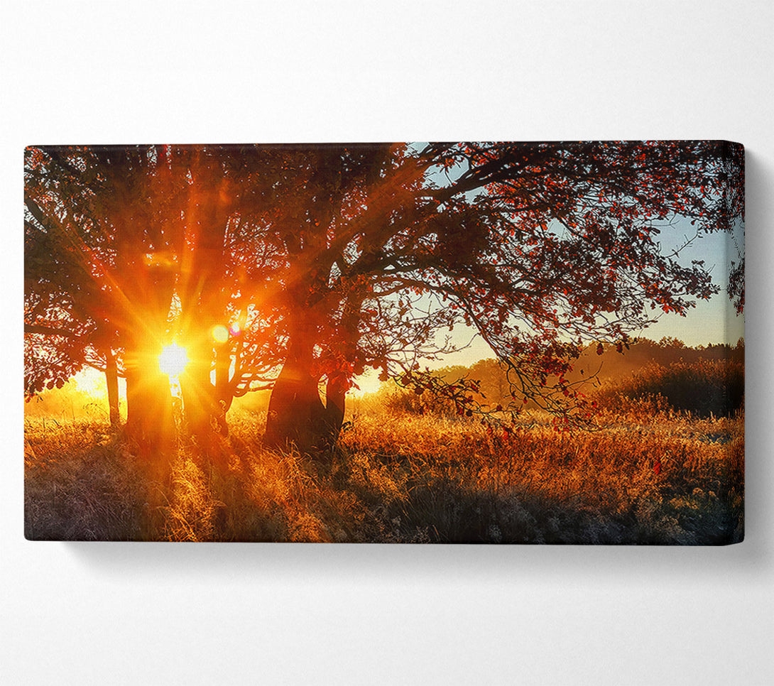  A Canvas Print of Red Sun Burst Tree Canvas Print
