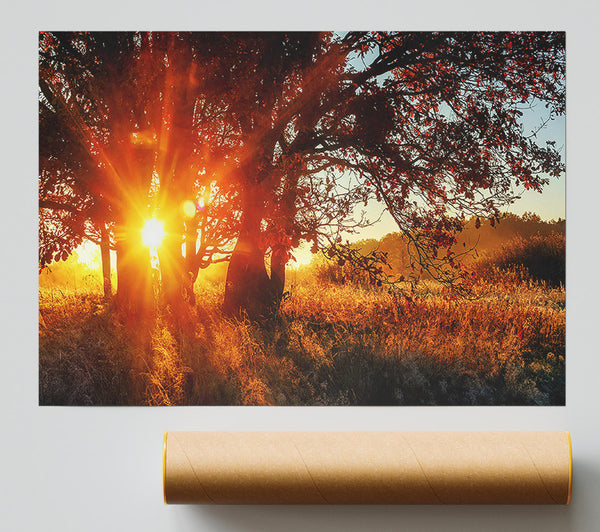 Red Sun Burst Tree Poster