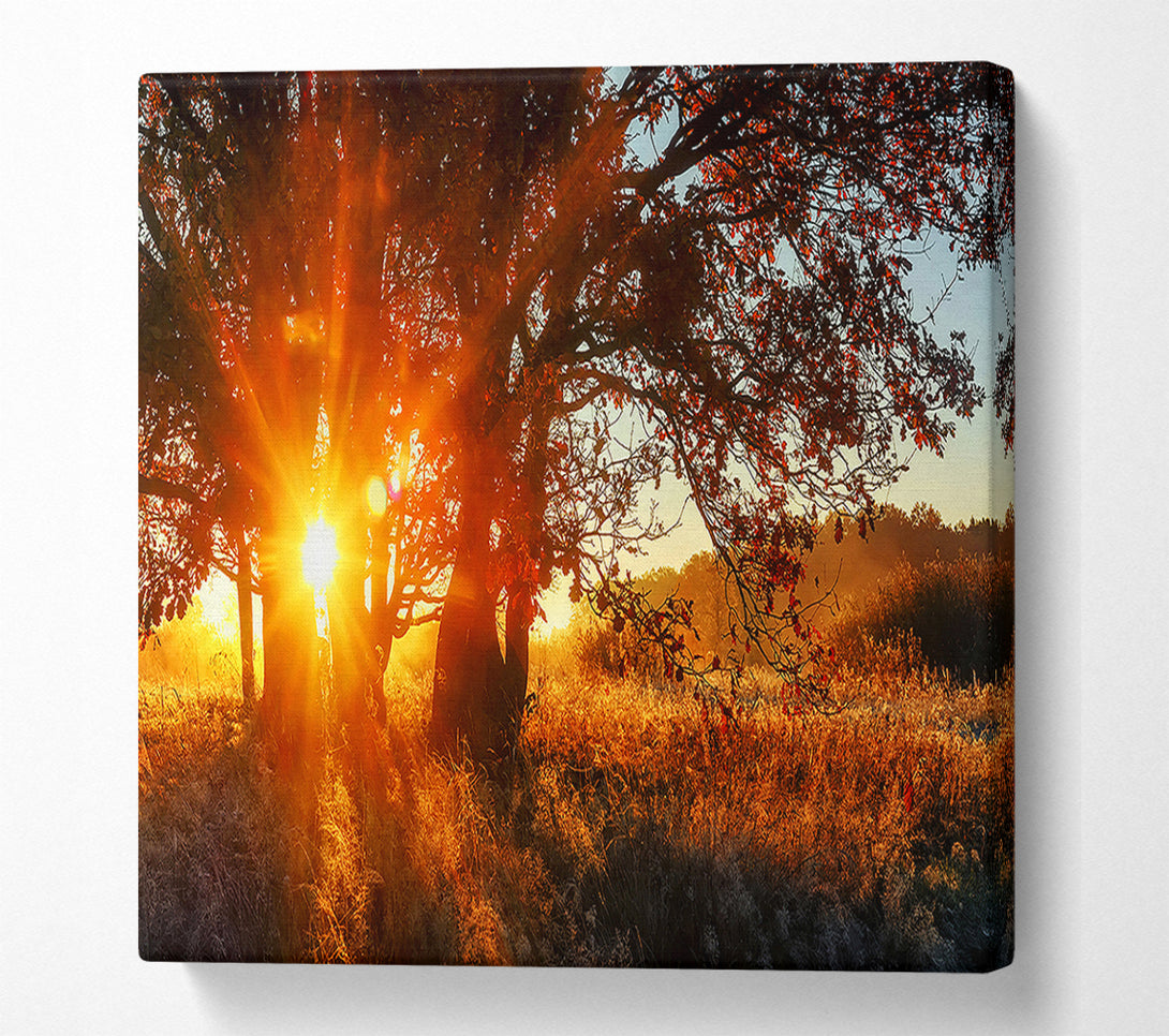  A Canvas Print of Red Sun Burst Tree Canvas Print
