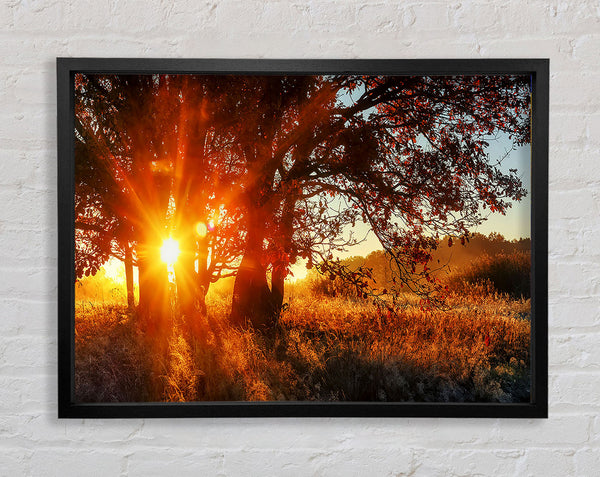 Red Sun Burst Tree Framed Print