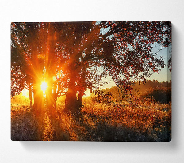  A Canvas Print of Red Sun Burst Tree Canvas Print