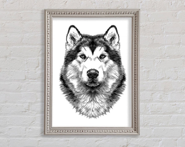 Husky Wolf Framed Print