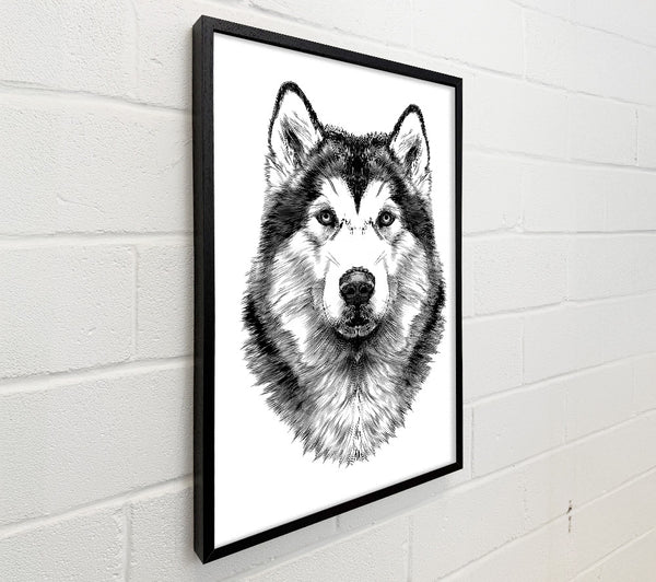 Husky Wolf