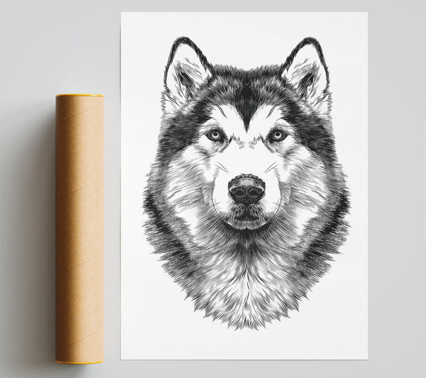 Husky Wolf Giclee Print